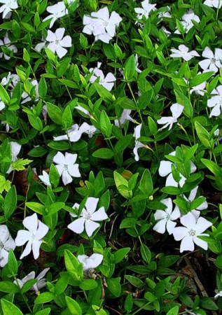 VINCA minor Alba